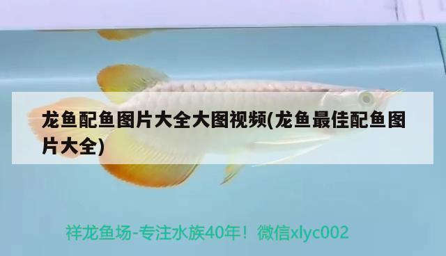 小鱼缸种水草种子视频教程（钩针包带的钩法） 稀有金龙鱼