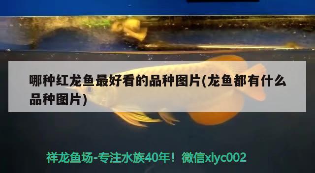 上海定制鱼缸哪家比较靠谱，成都哪有卖鱼缸的，鱼缸批发市场在哪里