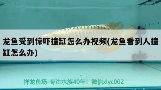 包含天津海水观赏鱼交流群微信二维码怎么扫的词条 一眉道人鱼