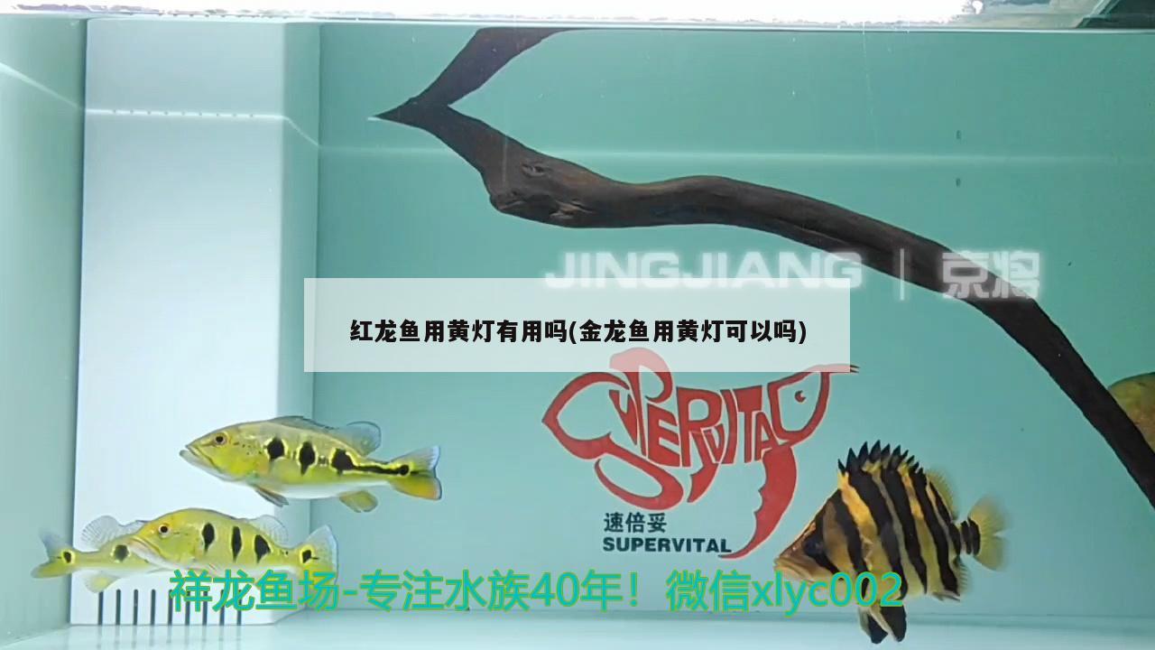 临夏州水族馆广东地区冬天不加温养什么鱼好 温控设备 第2张