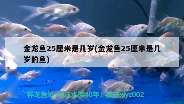 徐州观赏鱼:徐州哪有卖金鱼的市场 观赏鱼企业目录 第2张