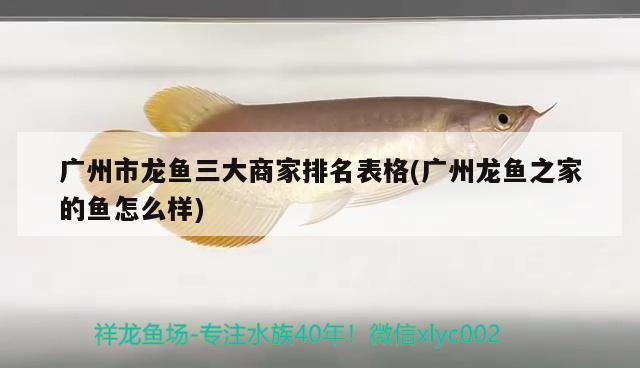 广州市龙鱼三大商家排名表格(广州龙鱼之家的鱼怎么样)