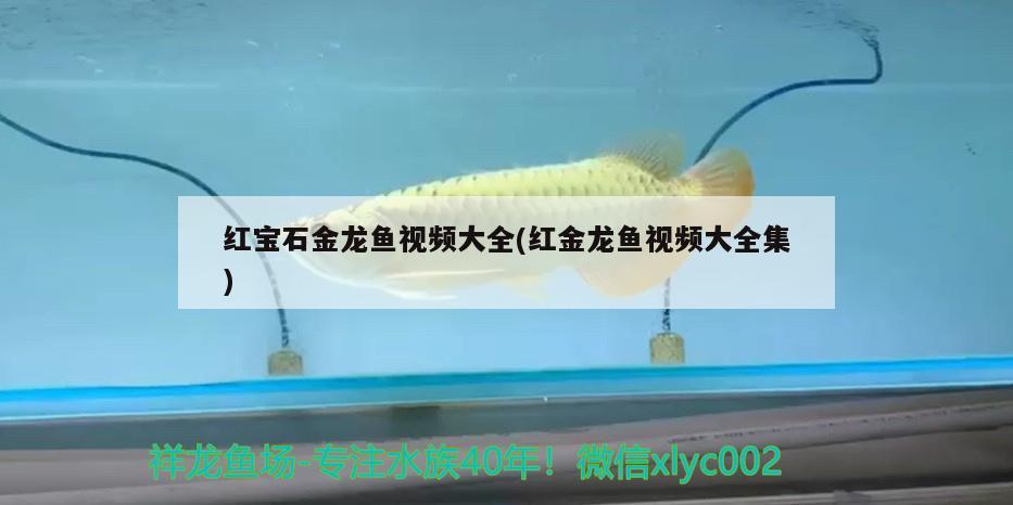大连观赏鱼市场南京宠物水族用品博览会