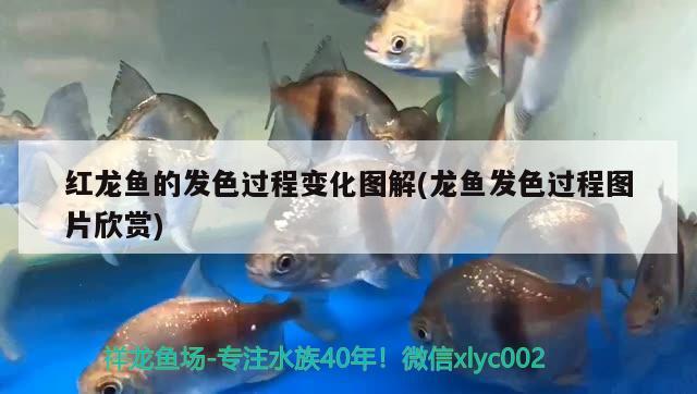 红龙鱼的发色过程变化图解(龙鱼发色过程图片欣赏) 鱼缸等水族设备