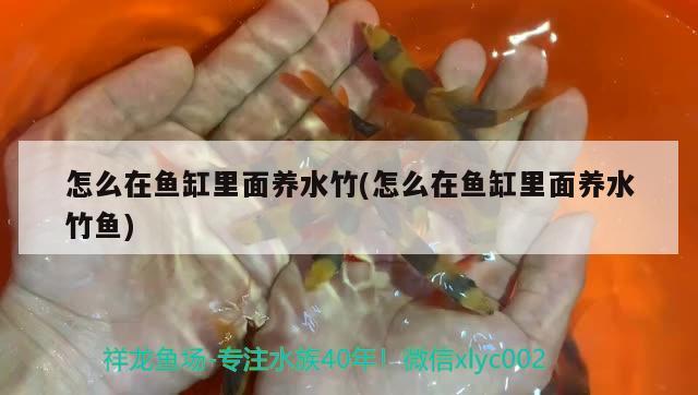 潮州鱼缸维护（潮州鱼缸维护公司） 黄金招财猫鱼 第1张