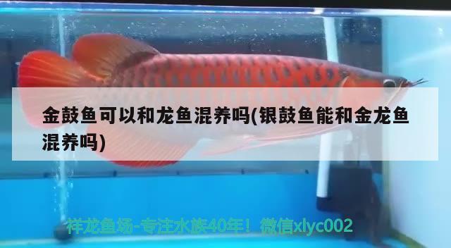 重庆市观赏鱼市场地址查询 重庆哪里可以喂鱼 观赏鱼市场（混养鱼） 第2张