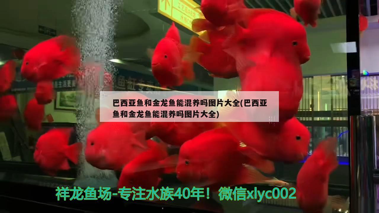 漳州鱼缸定制店地址：漳州哪里有卖水缸 广州水族批发市场 第2张