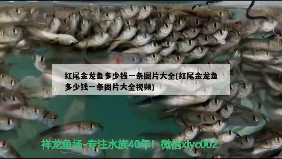 重庆市观赏鱼市场地址查询 重庆哪里可以喂鱼 观赏鱼市场（混养鱼） 第1张