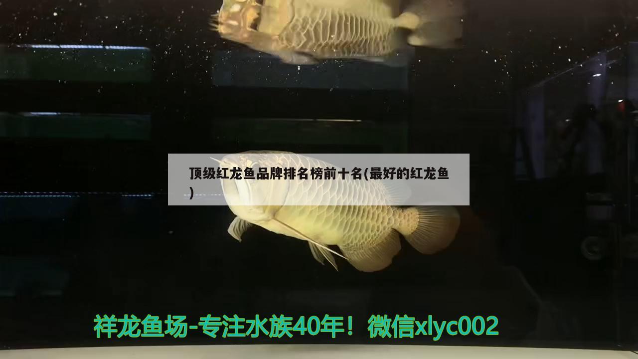 内江水族馆一壶茶一缸鱼一个人 白化巴西龟（白巴） 第2张