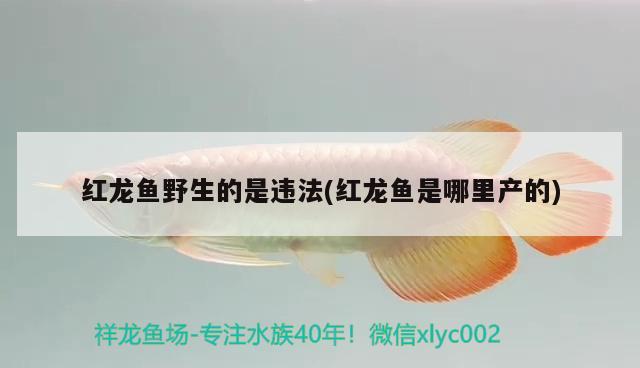 红龙鱼野生的是违法(红龙鱼是哪里产的) 赤焰中国虎鱼