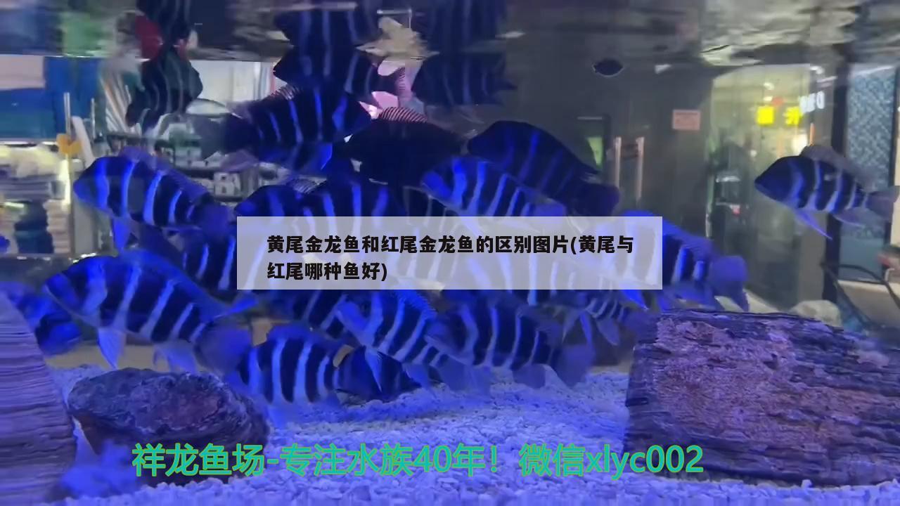 黄尾金龙鱼和红尾金龙鱼的区别图片(黄尾与红尾哪种鱼好) 观赏虾蟹等饲料