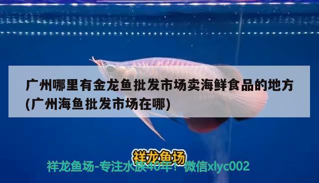 河南省安阳鱼缸市场在哪里卖鱼缸市场在哪里啊电话在哪里啊，安阳鱼缸市场在哪里 观赏鱼 第1张