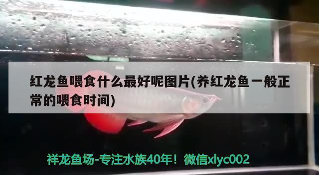 上海鱼缸定做厂家地址电话（上海定做鱼缸哪家做得好） 鱼缸 第1张