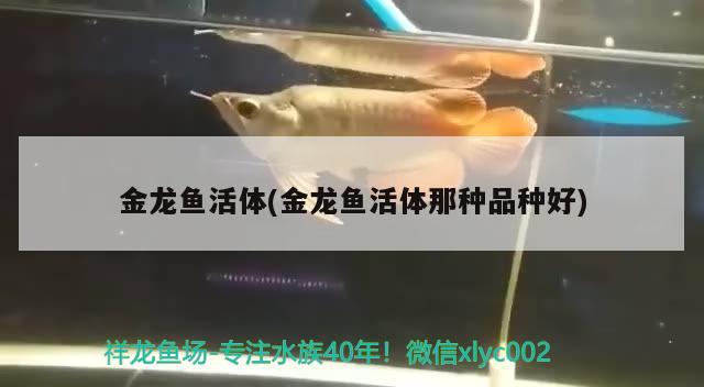 邵阳水族馆无聊带娃看鱼自带解说哈哈 龙鱼芯片扫码器 第3张
