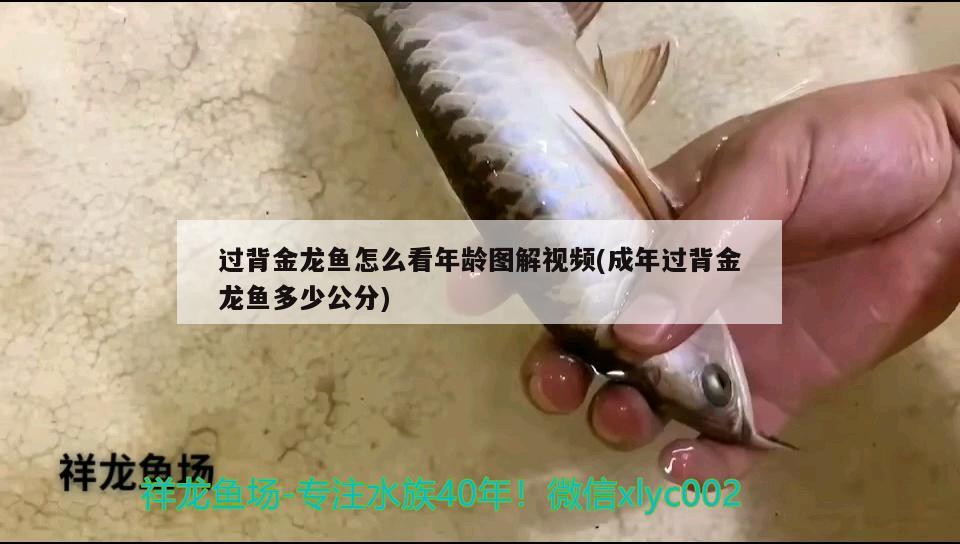 惠州鱼缸批发市场在哪里啊电话地址查询：惠州卖鱼批发市场 养鱼的好处 第1张