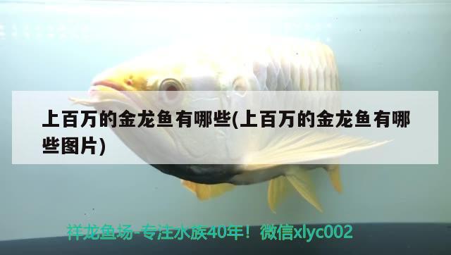 红龙鱼养几年是成年鱼(红龙鱼几年性成熟) 银龙鱼苗
