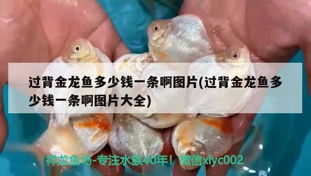 博爱县岐翔观赏鱼店 全国水族馆企业名录 第3张
