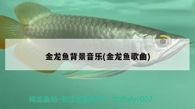 博爱县岐翔观赏鱼店 全国水族馆企业名录 第2张