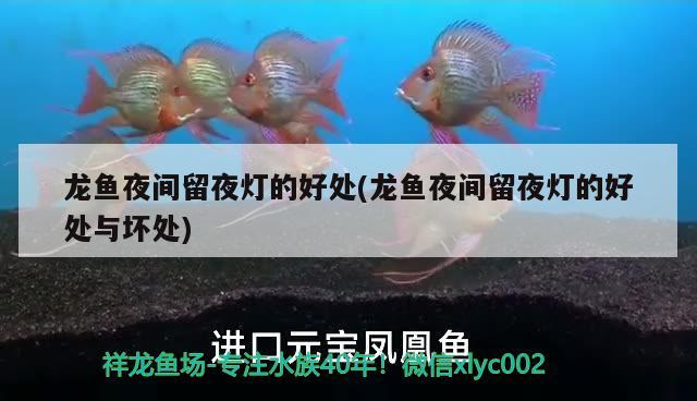 深圳观赏鱼市场小调皮 观赏鱼市场（混养鱼） 第2张