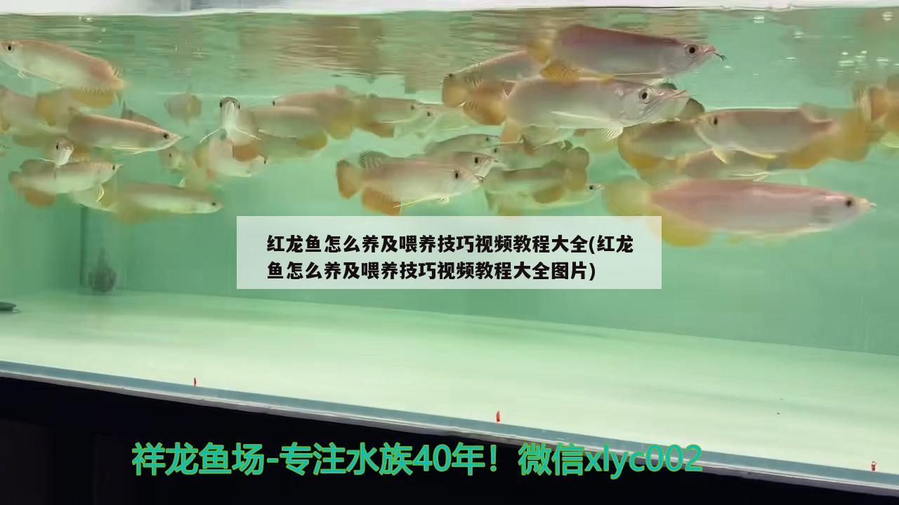 乐山鱼缸师傅招聘信息网最新 乐山成品鱼养殖基地 锦鲤鱼