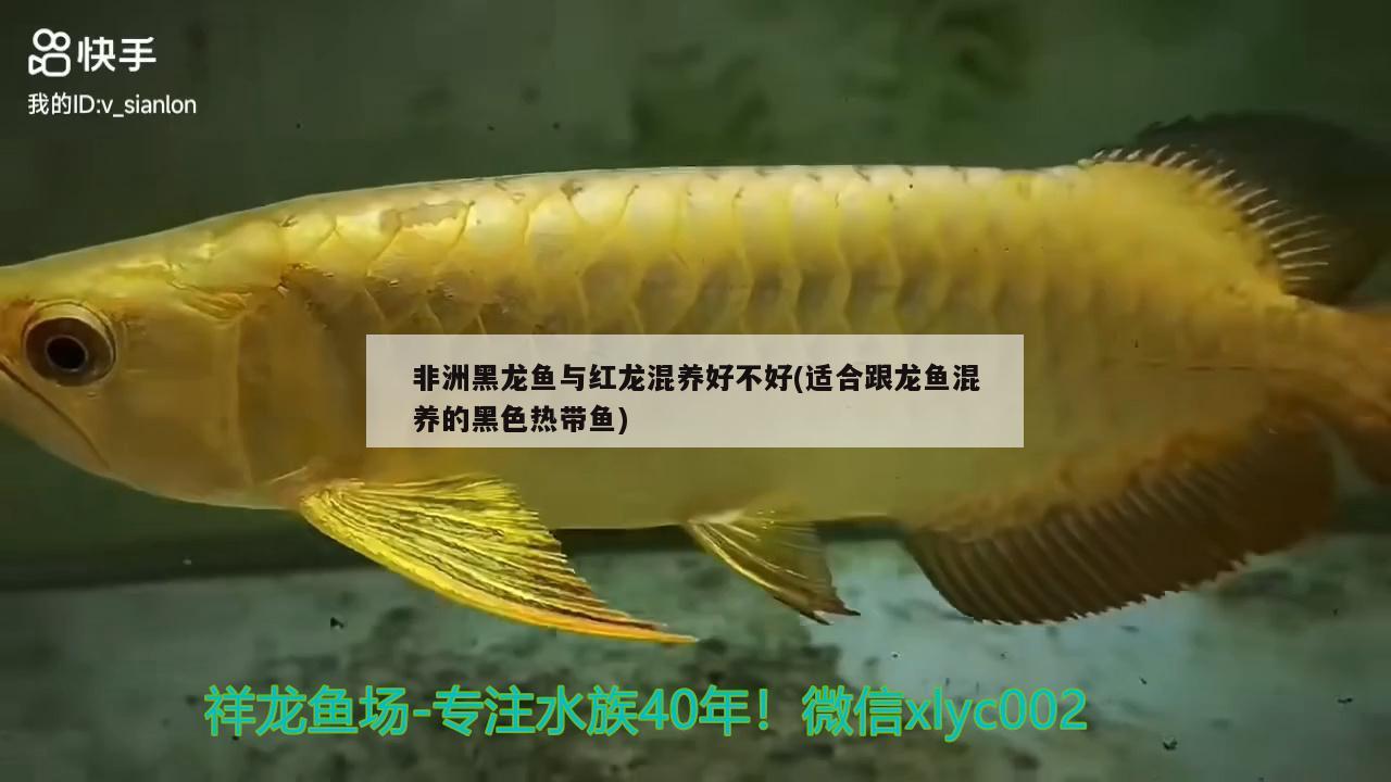 非洲黑龙鱼与红龙混养好不好(适合跟龙鱼混养的黑色热带鱼) 黄金斑马鱼