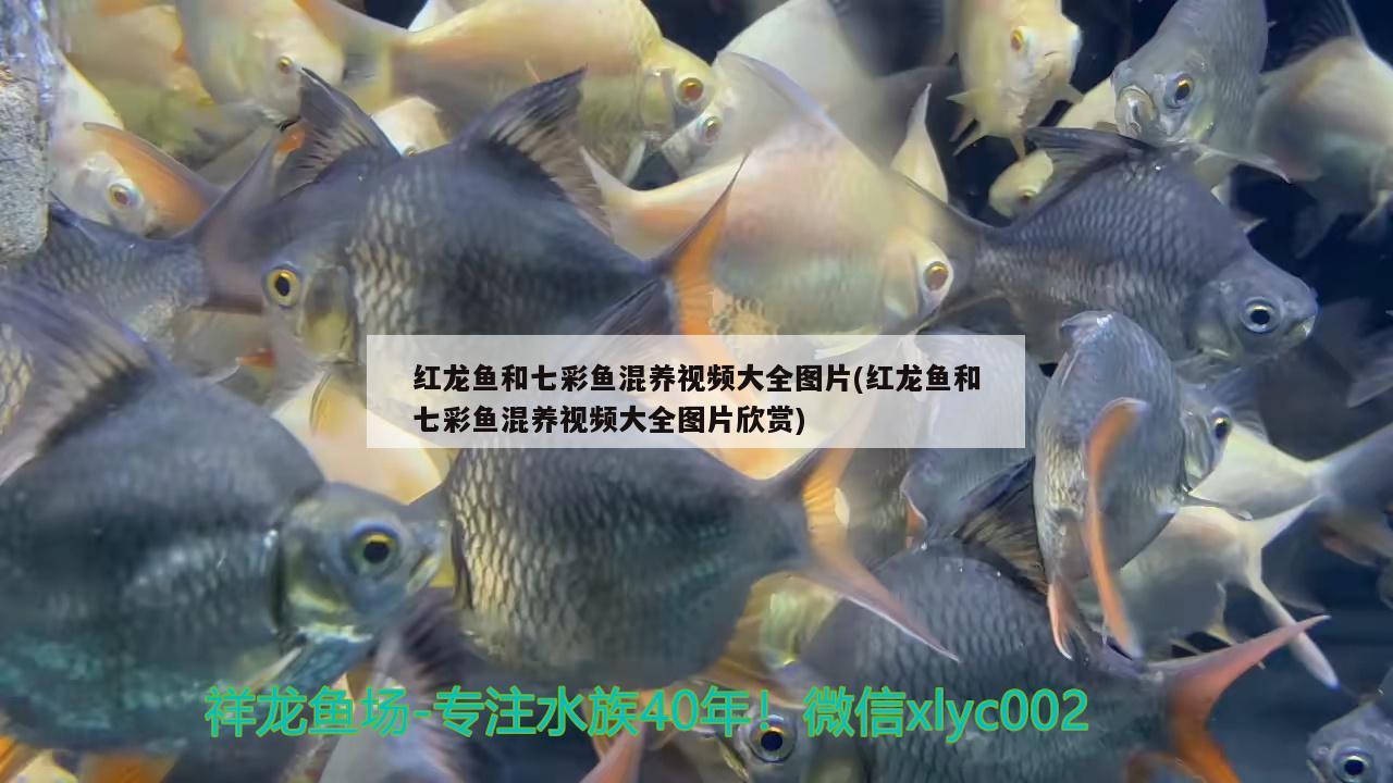 红龙鱼和七彩鱼混养视频大全图片(红龙鱼和七彩鱼混养视频大全图片欣赏)