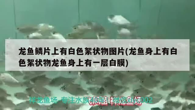 武汉观赏鱼市场玻璃好不好也不懂拍个大家看 观赏鱼市场（混养鱼） 第3张