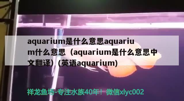 aquarium是什么意思aquarium什么意思（aquarium是什么意思中文翻译）(英语aquarium) 潜水艇鱼