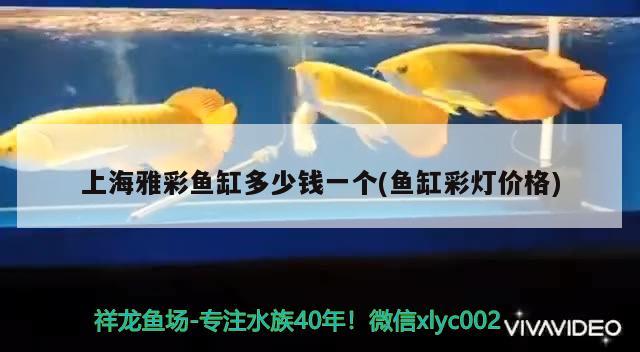 上海雅彩鱼缸多少钱一个(鱼缸彩灯价格)