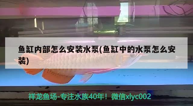 金鱼缸里白色线状的是什么：金鱼鱼缸里有白条状的是什么 观赏鱼市场 第3张