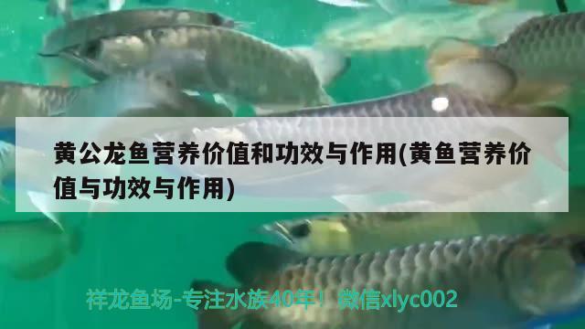 黄公龙鱼营养价值和功效与作用(黄鱼营养价值与功效与作用) 白化火箭