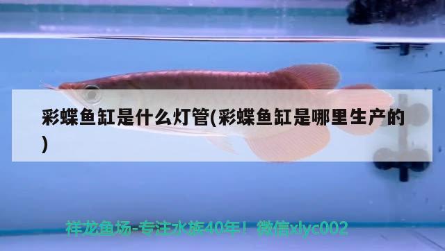 彩蝶鱼缸是什么灯管(彩蝶鱼缸是哪里生产的) 国产元宝凤凰鱼