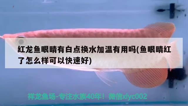 濮阳观赏鱼市场1205050的草缸不玩了拿来养鱼 观赏鱼市场（混养鱼） 第2张