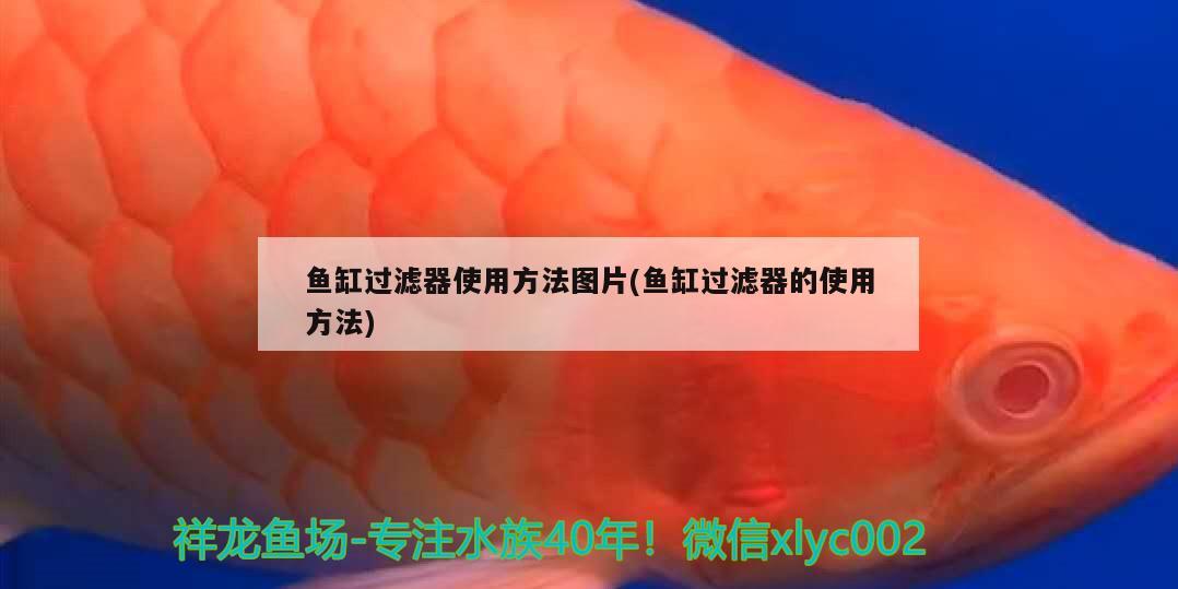 鱼缸过滤器使用方法图片(鱼缸过滤器的使用方法) 广州观赏鱼鱼苗批发市场