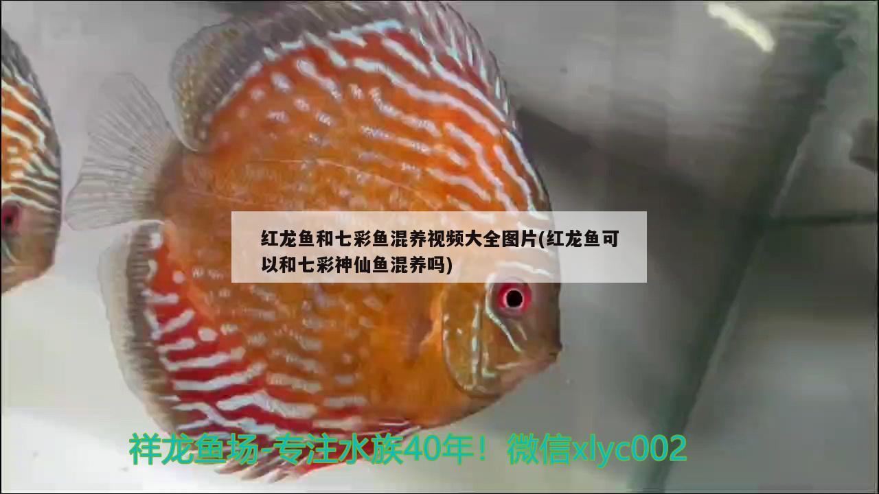 红龙鱼和七彩鱼混养视频大全图片(红龙鱼可以和七彩神仙鱼混养吗) 七彩神仙鱼