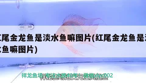 北京大型鱼缸批发市场地址电话及电话号码市场特点（北京大型鱼缸批发市场地址及电话及电话号码）