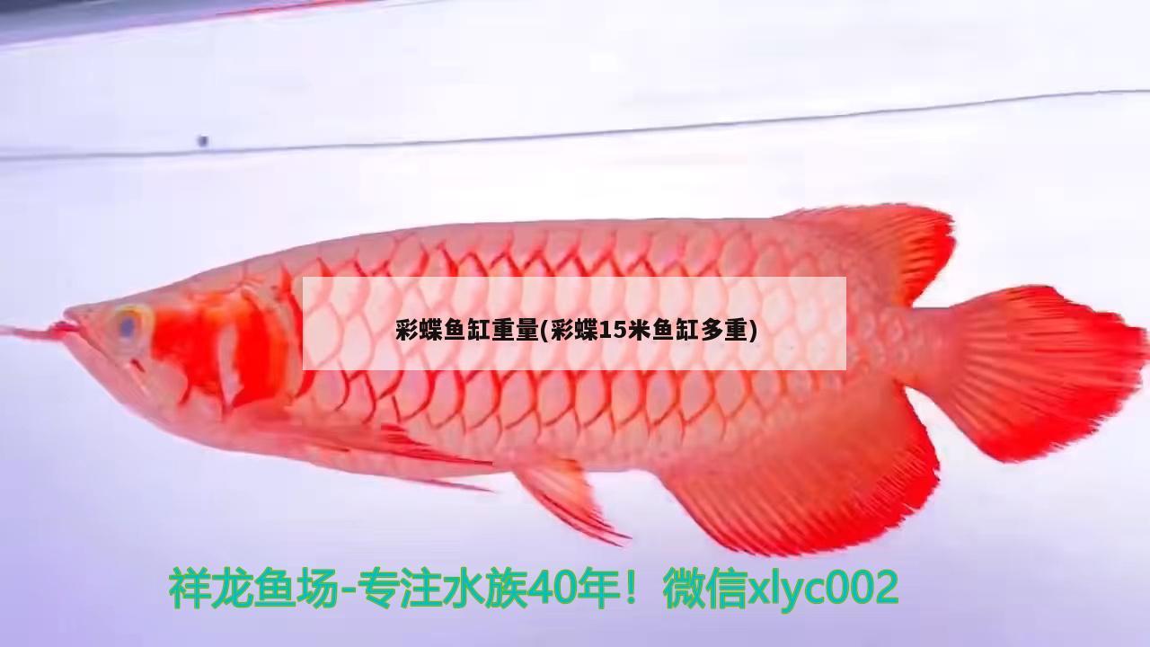 彩蝶鱼缸重量(彩蝶15米鱼缸多重) 红老虎鱼