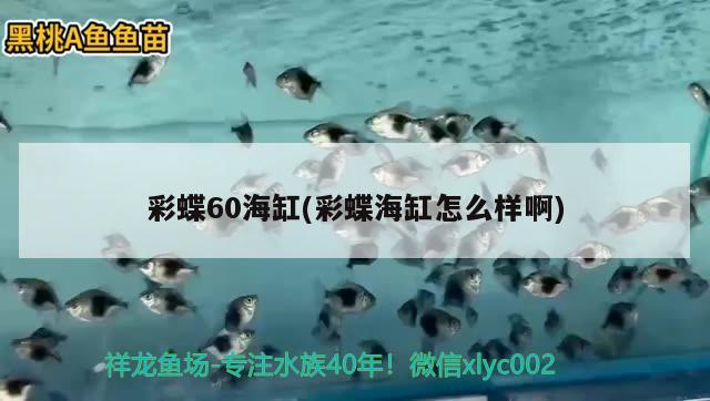 彩蝶60海缸(彩蝶海缸怎么样啊) 赤荔凤冠鱼