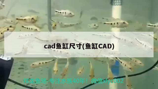 cad鱼缸尺寸(鱼缸CAD)