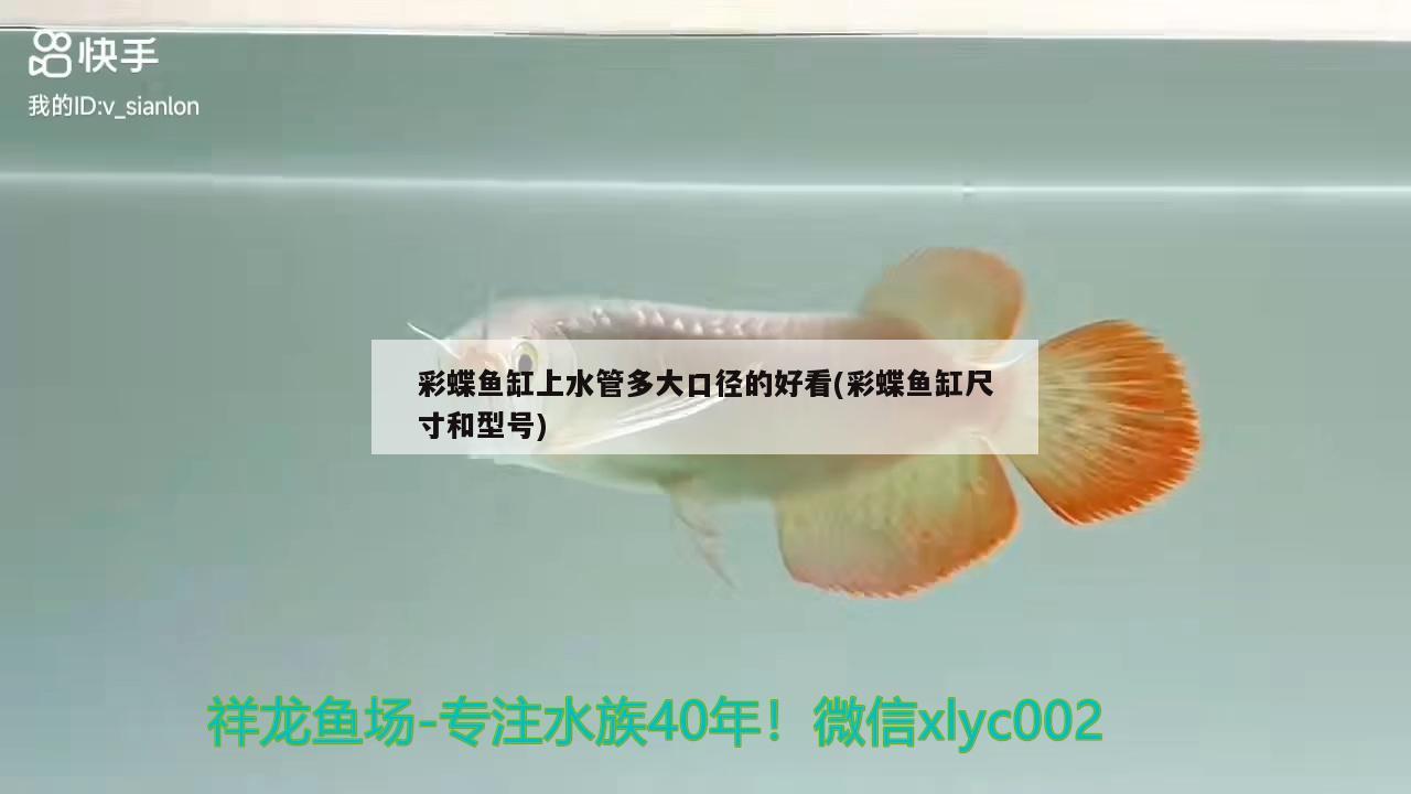 易打理的鱼缸造景图片大全：比较好打理的鱼缸 广州水族批发市场 第1张