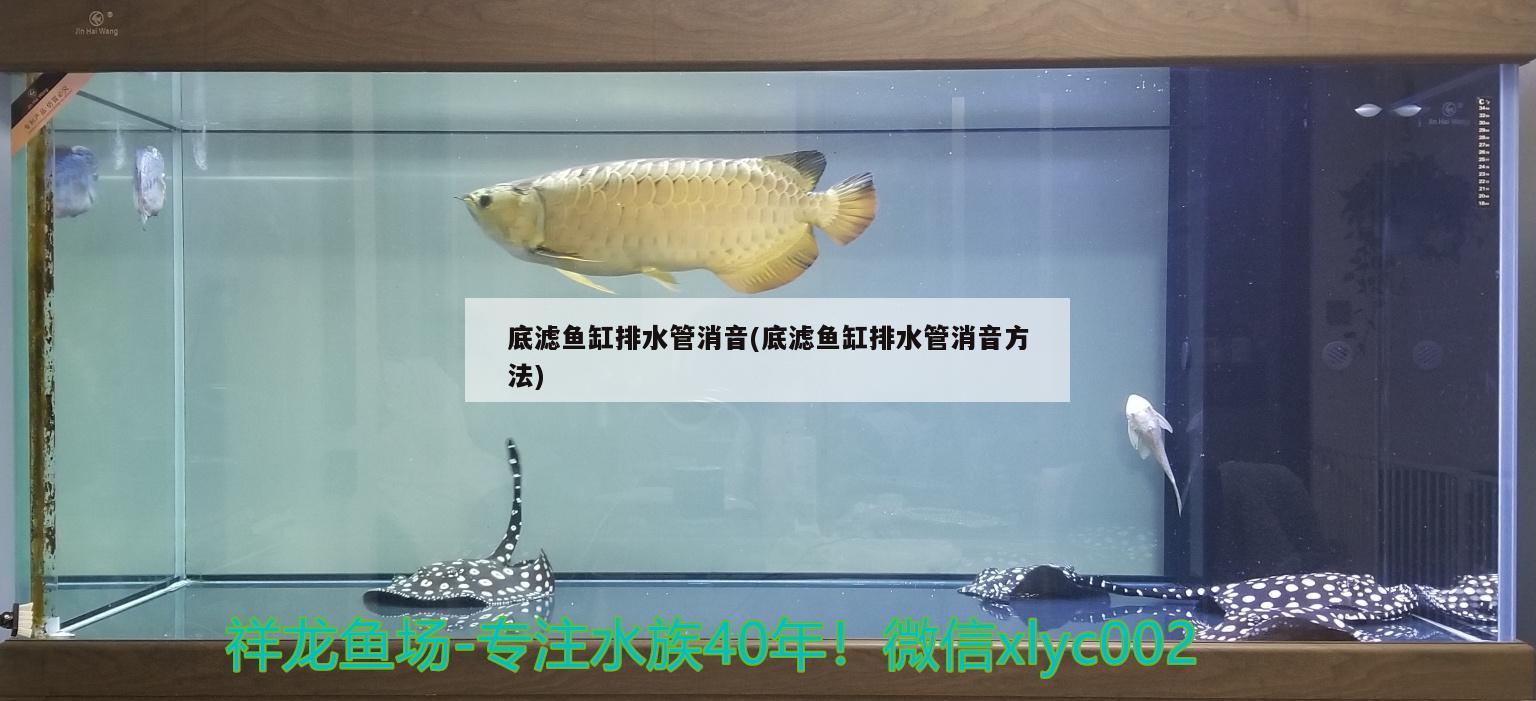 底滤鱼缸排水管消音(底滤鱼缸排水管消音方法) 广州水族器材滤材批发市场