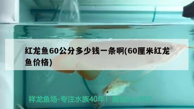 红龙鱼60公分多少钱一条啊(60厘米红龙鱼价格)