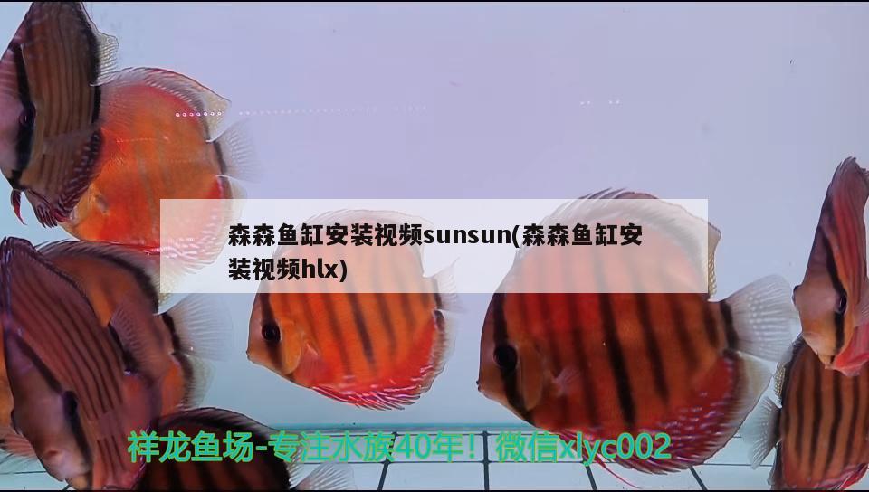 森森鱼缸安装视频sunsun(森森鱼缸安装视频hlx)