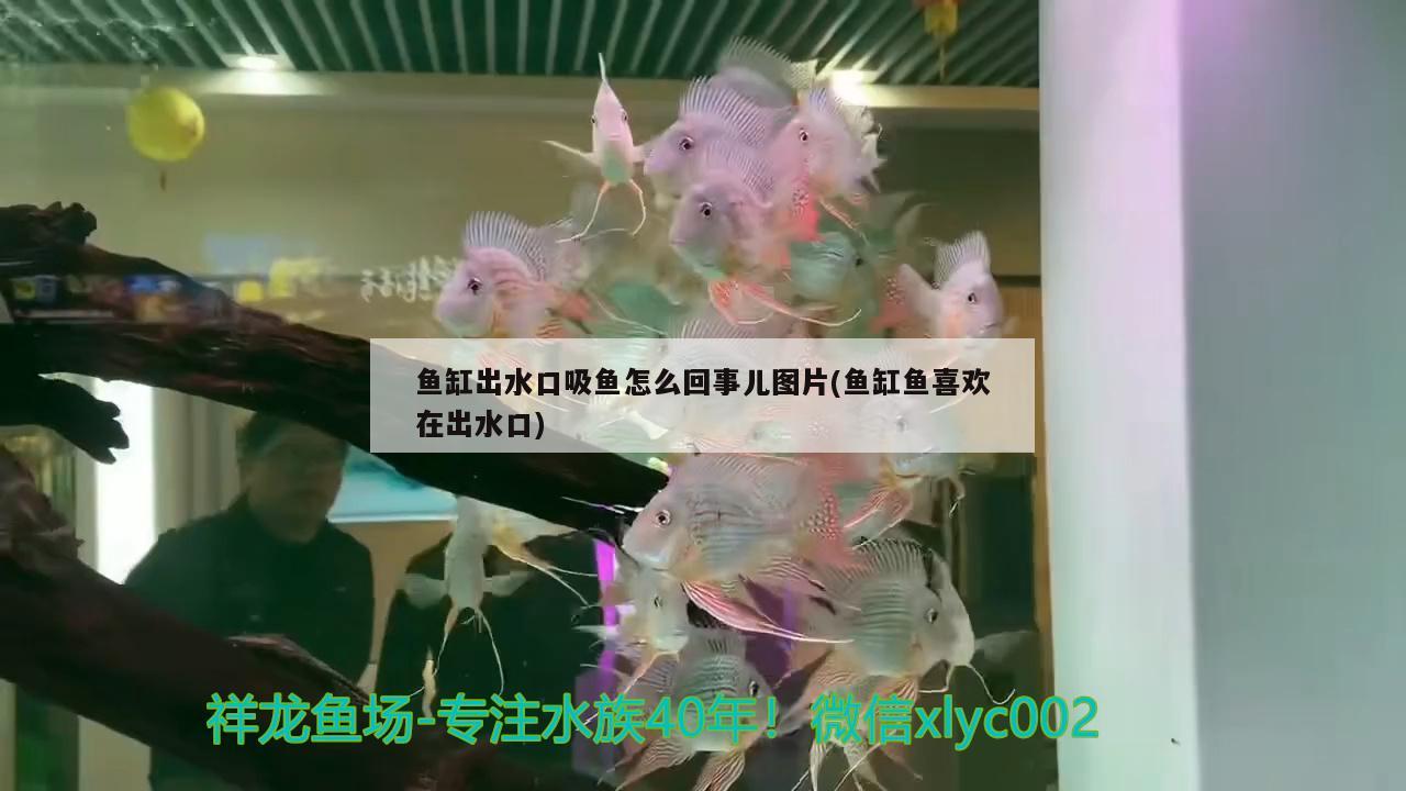 广州水族馆观赏鱼批发（广州买鱼缸哪里的比较好） 雪龙鱼 第1张