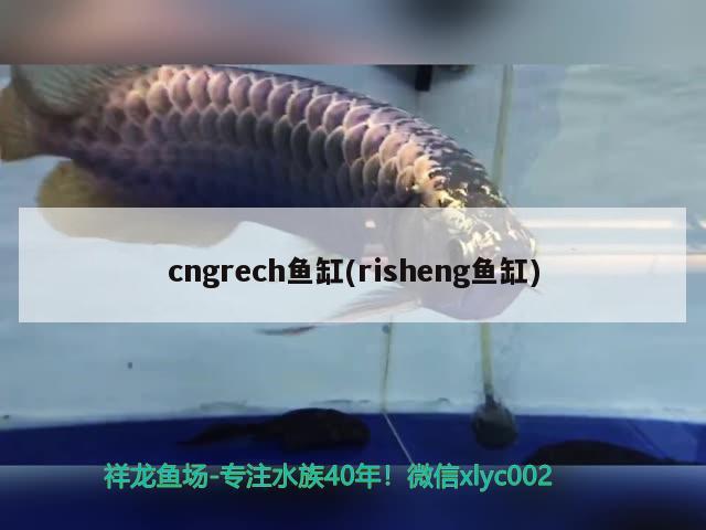 cngrech鱼缸(risheng鱼缸)