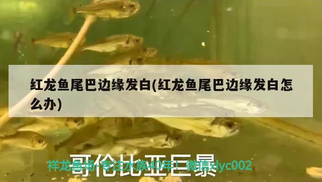 上海鱼缸租赁公司电话地址 上海鱼缸租赁公司电话地址查询 广州水族批发市场 第2张