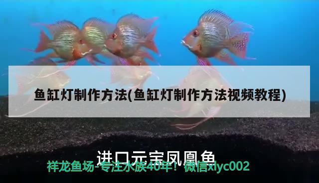 鱼缸灯制作方法(鱼缸灯制作方法视频教程) 红龙福龙鱼