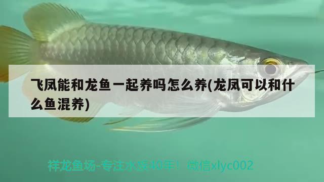 宿州观赏鱼市场水质问题龙鱼圈