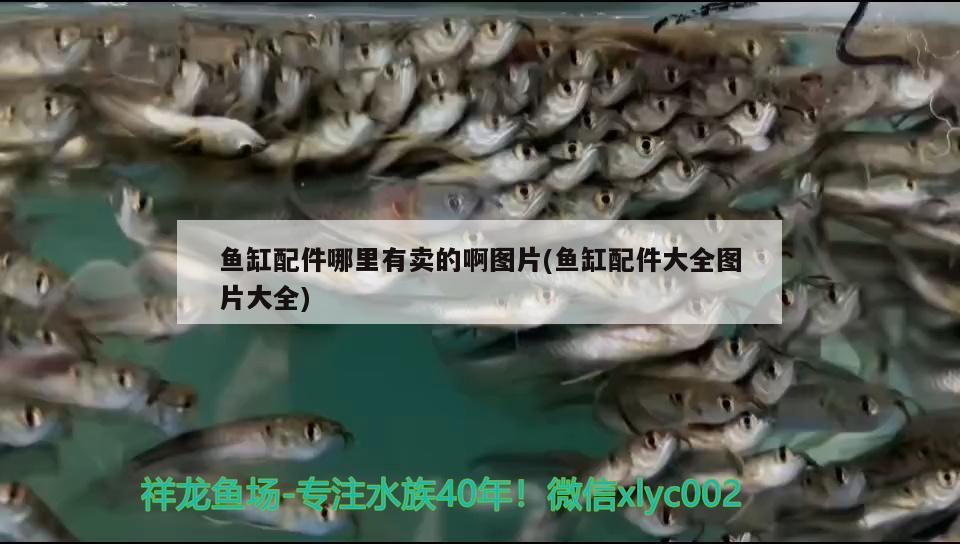 银龙鱼价格多少钱一条40公分的鱼(银龙鱼价格多少钱一条40公分的鱼竿) 垂钓乐园 第1张