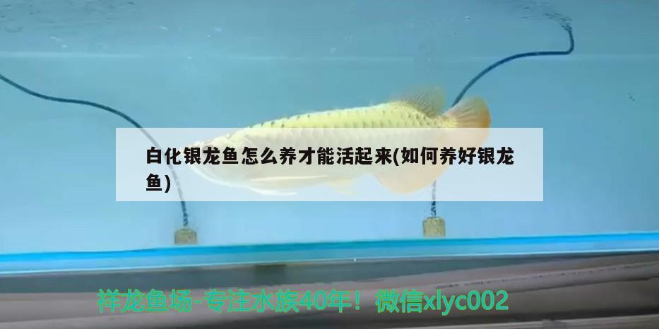 嘉兴水族馆皇宫VIP小红龙形色兼备 广州龙鱼批发市场 第2张
